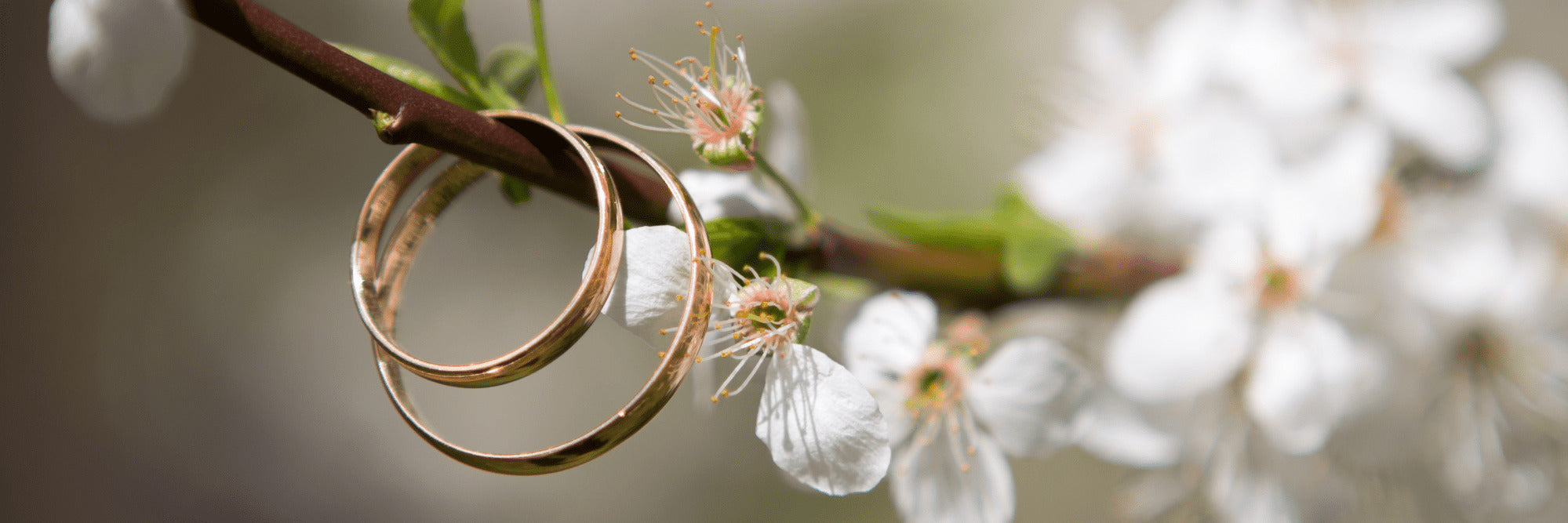 2 rings hang on a cherry blossom branch